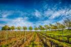 USA-WA-Walla Walla Spring light on Figgins Estate Vineyard Art Print